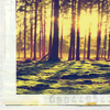 The pieces don't fit anymore. Icon-forest2