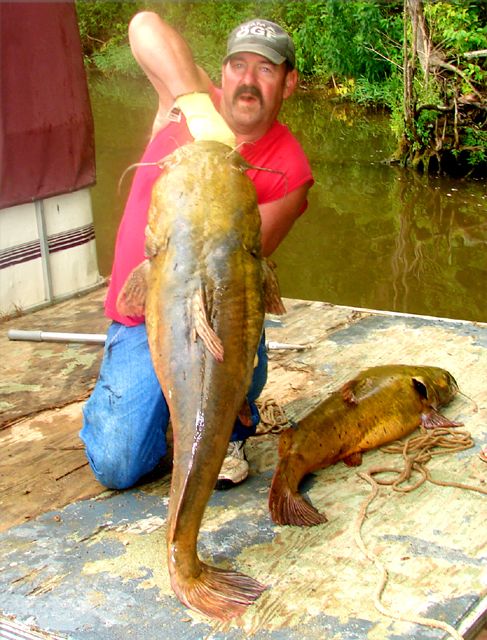 Some 2012 flathead 071312Hsz