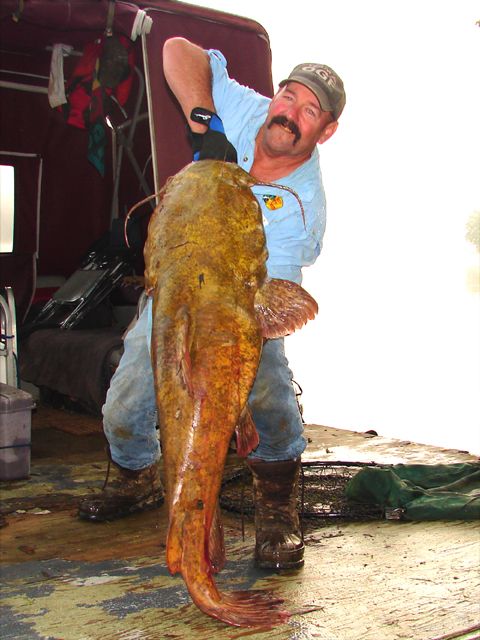 Some 2012 flathead 081512Bsz-1