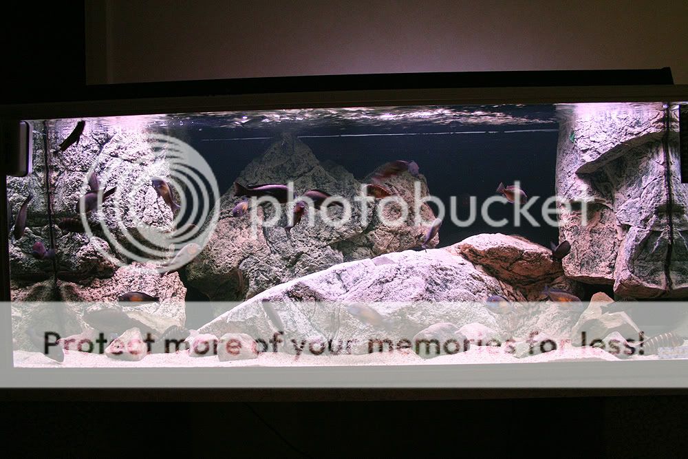 Fotos de acuario con módulos Back To Nature Fulltankshot1forum