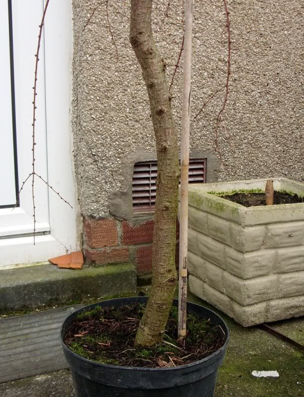 Tall Larch. Advice on air layering please. Larchtrunk