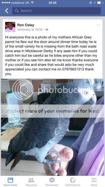 TIMNEH AFRICAN GREY ****REUNITED WITH OWNER**** 11182113_1068352236511817_3630512575568321909_n_zpsilst3da1