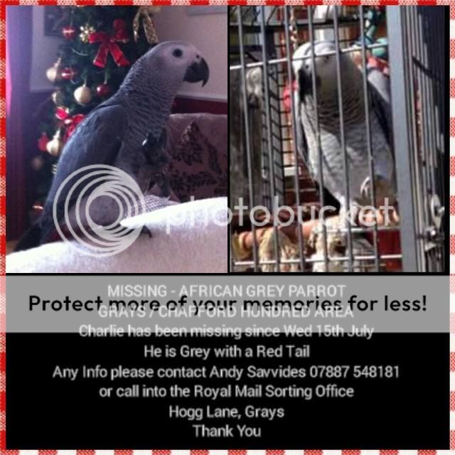 AFRICAN GREY -  CHAFFORD HUNDRED, GRAYS/OAKENDON, THURROCK **REUNITED WITH OWNER** 11752614_10206973725165871_7091365643592383078_n_zps5hcibnim