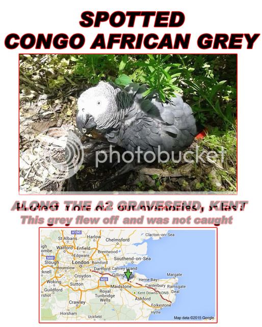 SPOTTED - CONGO AFRICAN GREY - A2 GRAVESEND KENT A2%20Gravesend%20Kent_zpsu4rdzlfm