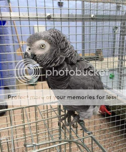 African Grey - Newcastle - Under - Lyme, Staffordshire ****REUNITED WITH OWNER**** Dan%20amp%20Martin_zps3ngnts3m