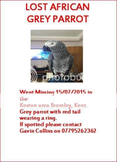 AFRICAN GREY - BROMLEY KENT *** REUNITED WITH OWNER** KENT%20GREY_zpsb6b2frnk