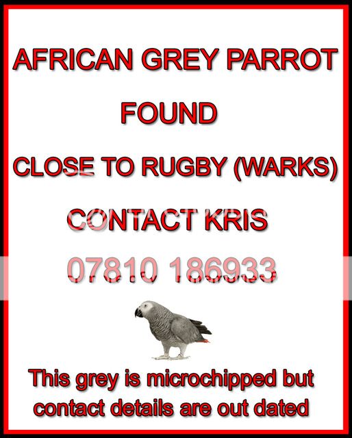 AFRICAN GREY - RUGBY (WARKS) ****REUNITED WITH OWNER**** KRISS%20WOODS%20-%20RUGBY_zpshqm6uimi