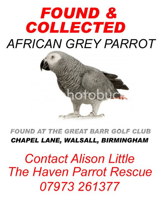AFRICAN GREY - SPOTTED - WALSALL - BIRMINGHAM **REUNITED WITH OWNER** SPOTTED%20BIRMINGHAM_zpsja8wtarw