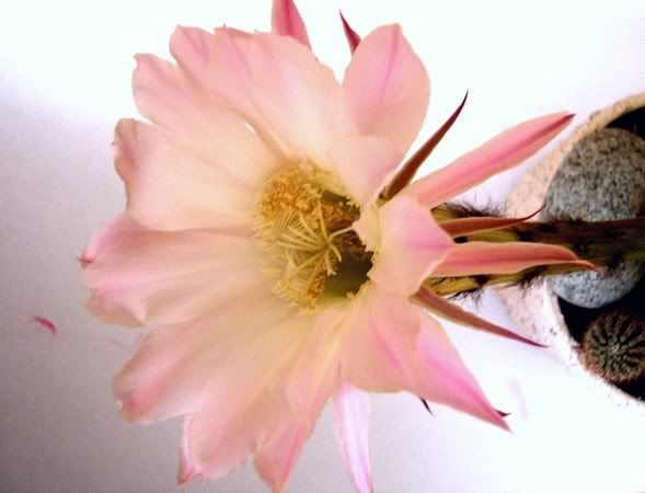https://img.photobucket.com/albums/v711/skanus-piesinukai/cactus.jpg