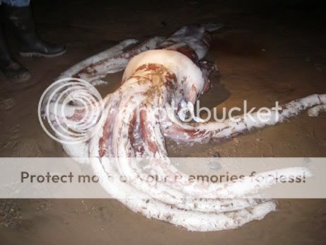 Whopper 070711-squid-picture