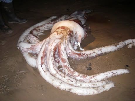 Whopper 070711-squid-picture