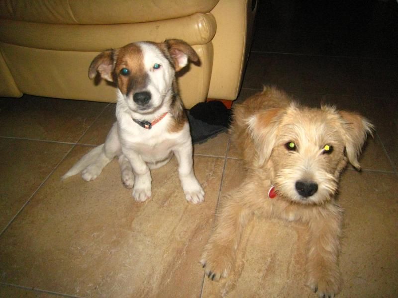 Foreign rescue dogs | UK Pet Forums Forum