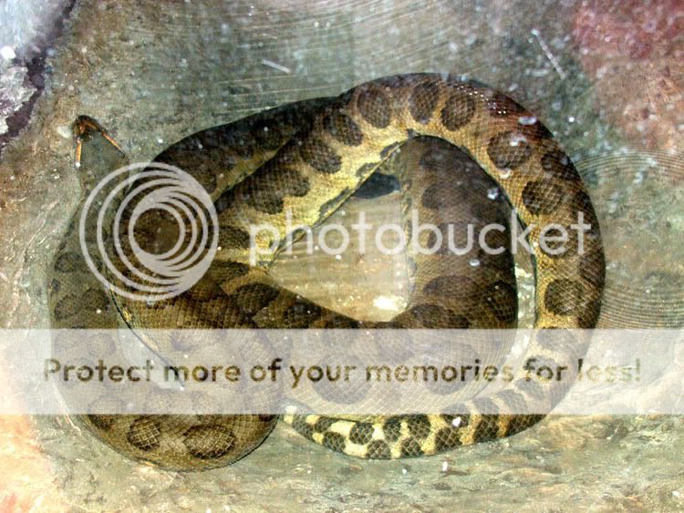 Anaconda real 25cm