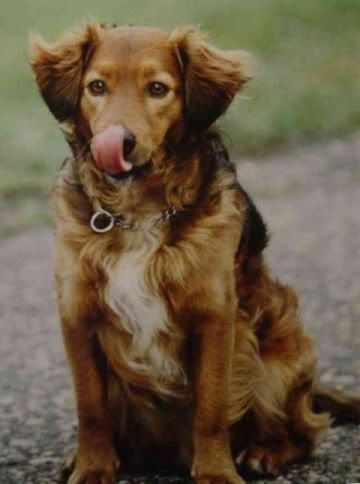 Afbeeldingsresultaat voor kruising hond