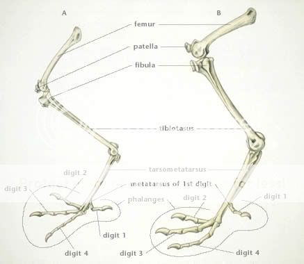 На рисунке показаны кости конечностей птицы