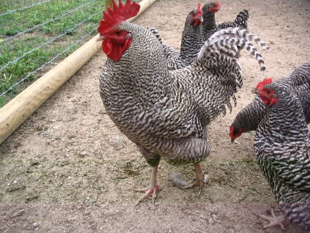 FS 18+ Barred Rock chicken eggs Okla. | BackYard Chickens - Learn How ...