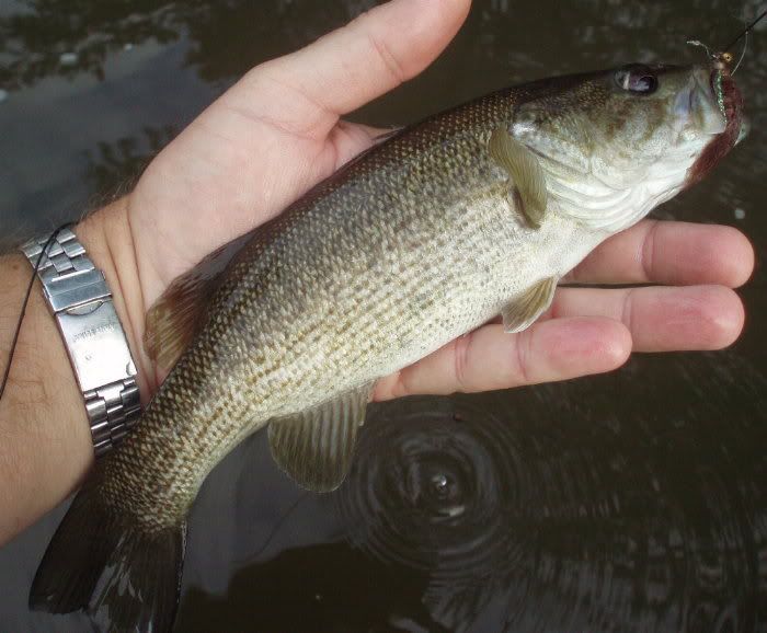 Guadalupe Bass with Guadalupe Bass Fishing with Fiberglass Fly Rods