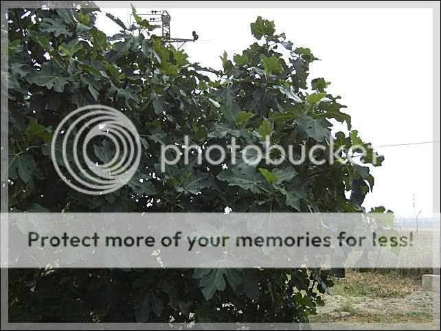 Image hosting by Photobucket
