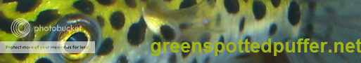 Green Spotted Puffer.net></a><br /><br /><!-- COPY PASTE THIS HTML CODE INTO YOUR SITE. DO NOT MODIFY THIS CODE. --><style type=