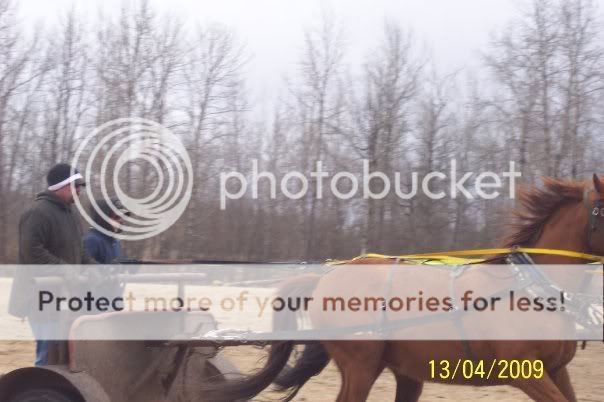 Photos of my daughter and chuckwagon horses in training out west, 2new pics bottom pg 1 3264_94930435624_511970624_2451336_