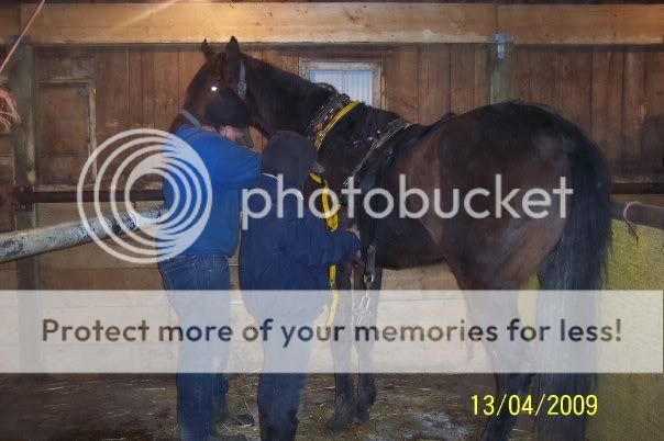 Photos of my daughter and chuckwagon horses in training out west, 2new pics bottom pg 1 3264_94930890624_511970624_2451346_