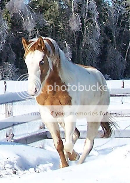 APHA for sale Icehorsesbunnies055_edited
