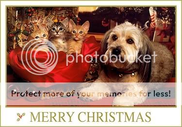 JOYEUX NOEL 2012 Dog_cat_christmas1