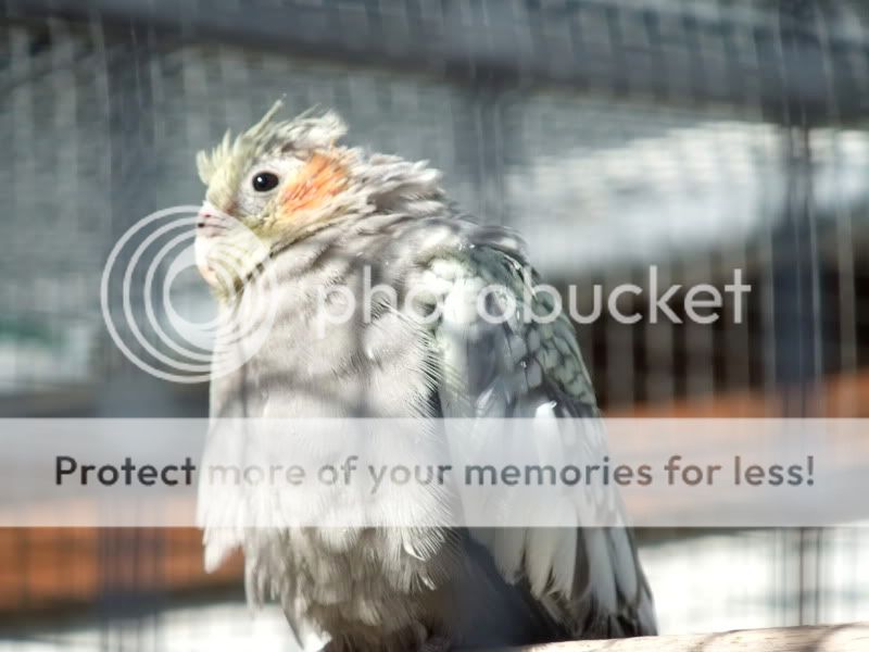 Poor ill cockatiel ( cockatiels — LiveJournal