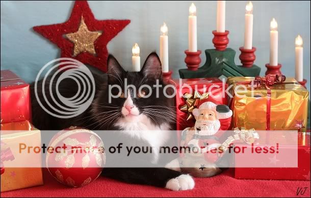 Concours photo Décembre 2008 [Les Chats et Noël] | CLOS Noel20083