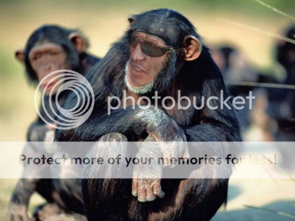 monkeys.jpg