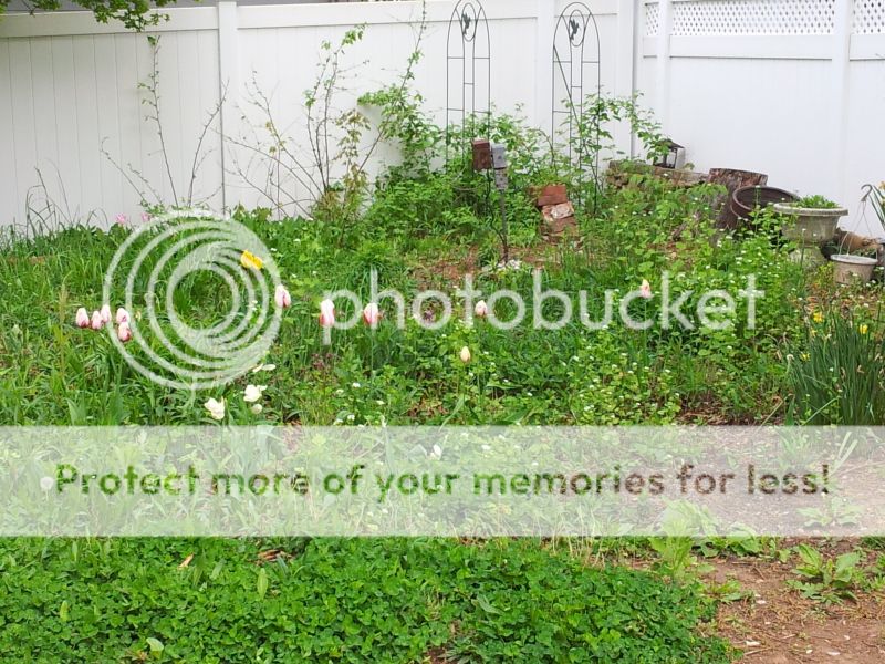 Uploaded from the Photobucket Android App