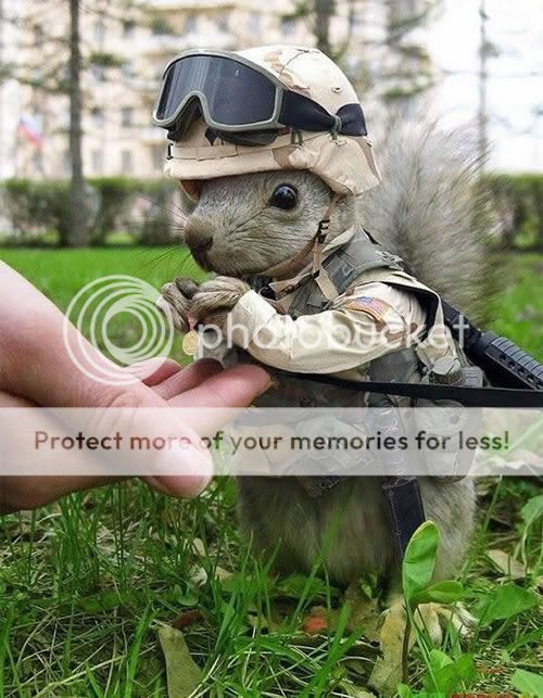 all hail the squirrel army 54ArmySquirrel