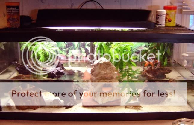 My crab and crawfish tank... - Other Critter's Corner - Turtle Forum