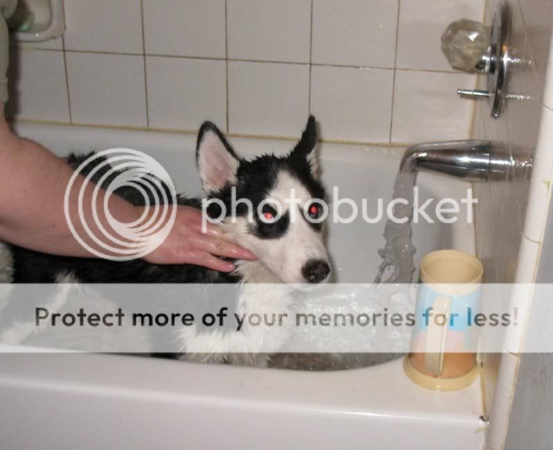Silly husky game - Page 7 14wks_firstbath