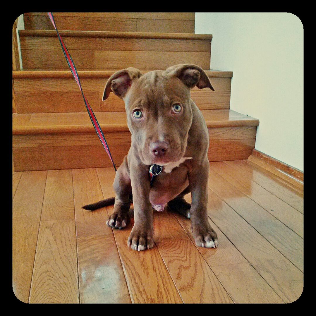 Photo journal of King my chocolate red nose APBT (ongoing updates ...