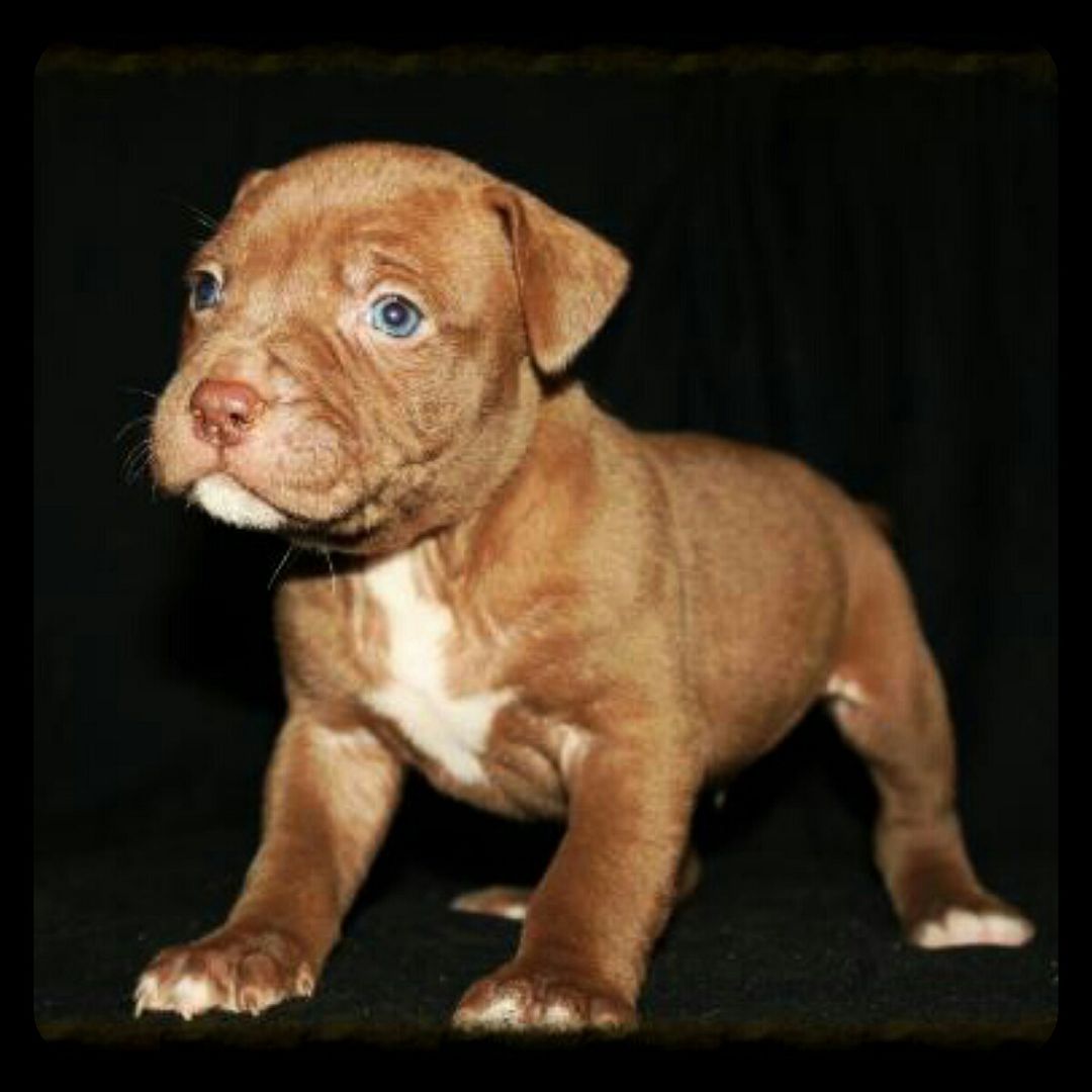 Photo journal of King my chocolate red nose APBT (ongoing updates ...