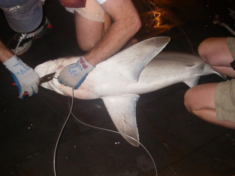 tagging ze shark