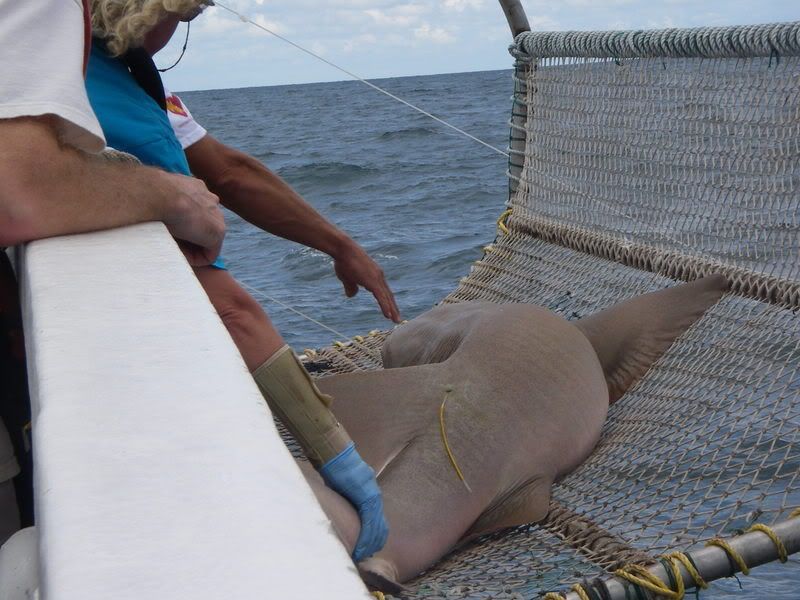 big ole nurse shark