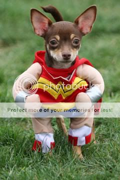 Chihuahua Meetup costume pics!!!!!!!!!! - Chihuahua Forum : Chihuahua ...