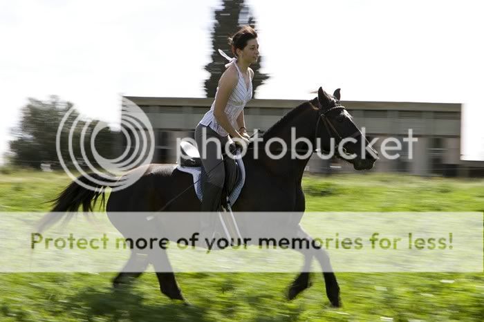 Метка на лошади. Метка лошадка. Метка лошадка. Конь мирамис. Конный центр орфей.